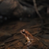 リュウキュウアカガエルの繁殖