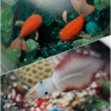 金魚玉・クワイカの潮…Glass2H