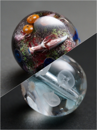 水海月＆珊瑚礁の岩陰で